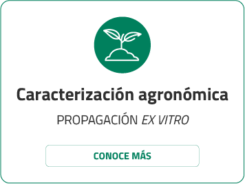 Caracterización agronómica Fasplan hoover